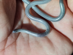 Leptotyphlops scutifrons