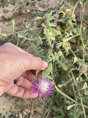 Centaurea sphaerocephala