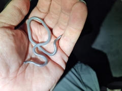 Leptotyphlops scutifrons