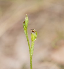 Pterostylis clivosa