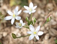 Ornithogalum collinum
