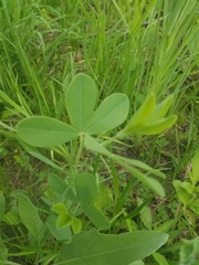 Baptisia australis