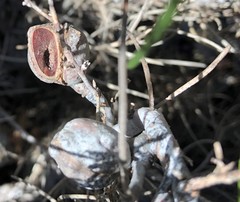 Hakea vittata