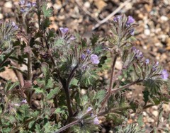 Phacelia cryptantha
