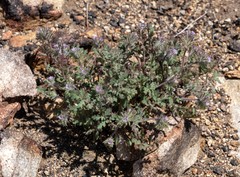 Phacelia cryptantha