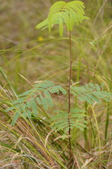 Acacia elata
