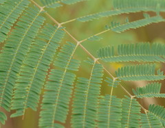 Acacia elata