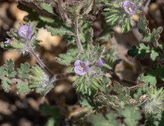 Phacelia cryptantha