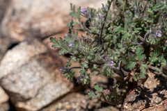 Phacelia cryptantha