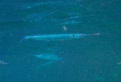 Hyporhamphus acutus