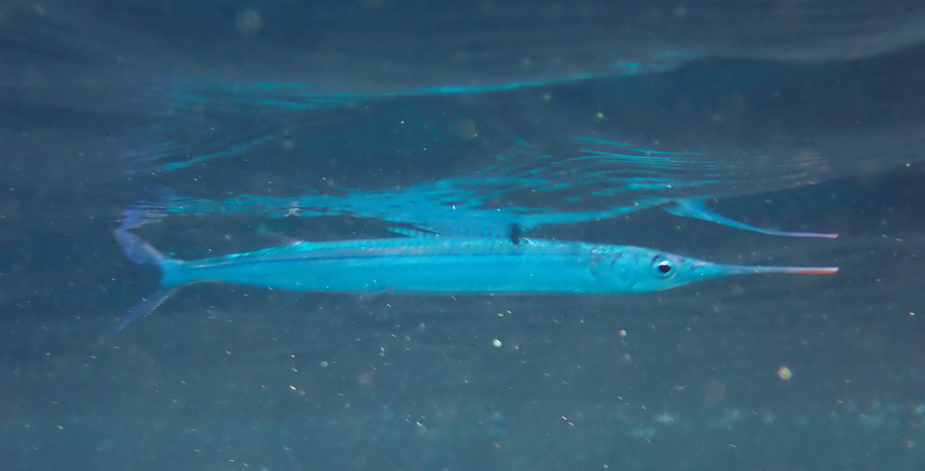 Pacific Halfbeak