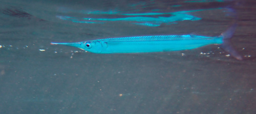 Acute halfbeak (Hyporhamphus acutus) — Hemiramphidae