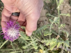 Centaurea sphaerocephala