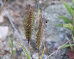 Hordeum marinum