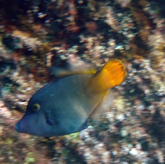 Pervagor aspricaudus