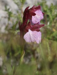 Anacamptis papilionacea grandiflora