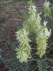 Astragalus pattersonii