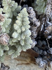 Myriopteris parryi image
