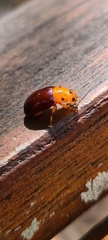 Platymela sticticollis