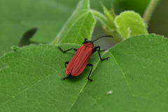 Phyllocladus kasantsevi
