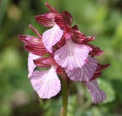 Anacamptis papilionacea grandiflora