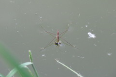 Limnoporus notabilis