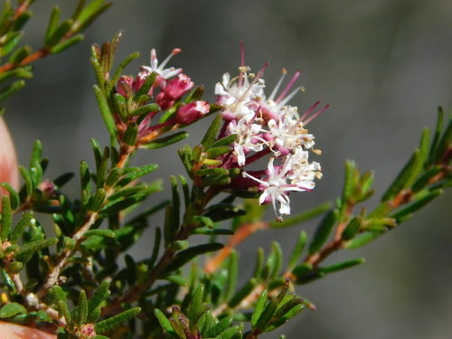 Agathosma foetidissima