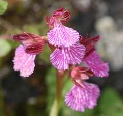 Anacamptis papilionacea grandiflora
