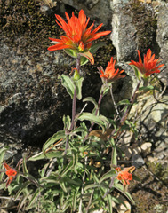 Castilleja pruinosa