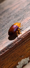 Platymela sticticollis