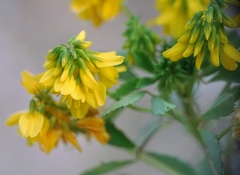 Trigonella esculenta