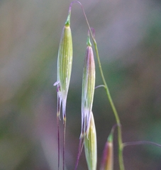 Avena strigosa