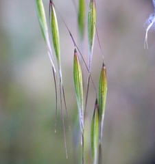 Avena strigosa