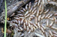 Reticulitermes urbis