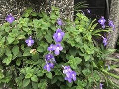 Streptocarpus saxorum