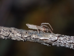 Monaeses paradoxus