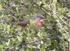 Curruca cantillans cantillans