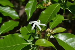 Tabernaemontana coffeoides