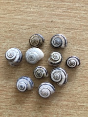 Xerolenta obvia