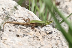 Podarcis waglerianus