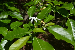 Tabernaemontana coffeoides