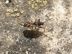 Scolopostethus affinis