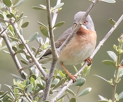 Curruca cantillans cantillans