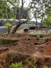 Ursus thibetanus laniger