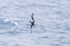 Pterodroma inexpectata