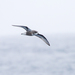 Mottled Petrel - Photo (c) Geoff Walker, some rights reserved (CC BY-NC), uploaded by Geoff Walker