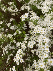 Spiraea trilobata