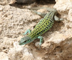 Podarcis siculus