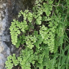 Adiantum capillus-veneris