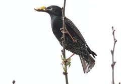 Sturnus vulgaris